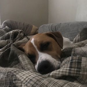 Meet your Posher, Sam